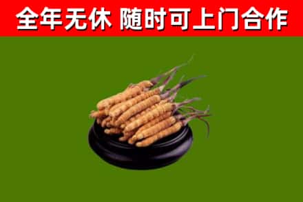 郧阳回收散虫草