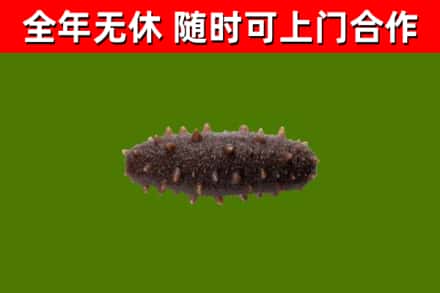 郧阳回收海参干